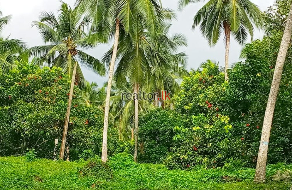 Coconut Estate For Sale At Pasyala