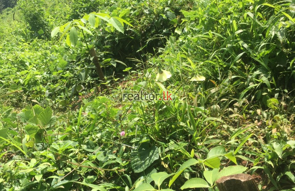 Mix Plant Estate For Sale At Naula Matale