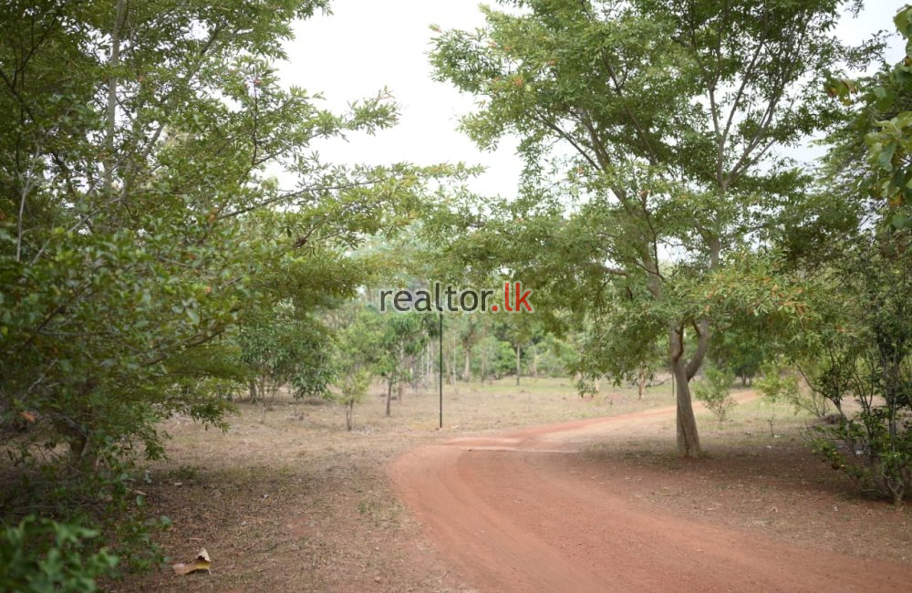 Adventure Resort For Sale In Andigama Forest