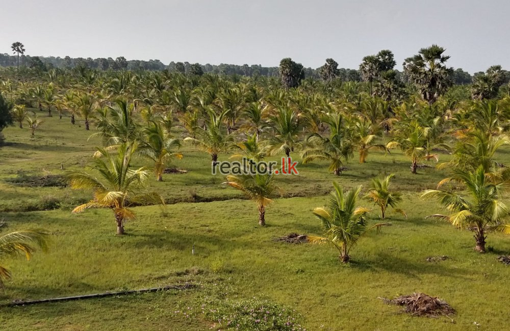 Beachfront Land For Sale In Jaffna