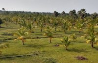 Beachfront Land For Sale In Jaffna
