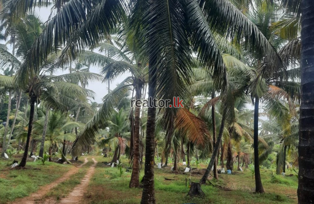 Land For Sale In Bujjampola Dankotuwa