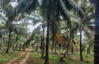 Land For Sale In Bujjampola Dankotuwa