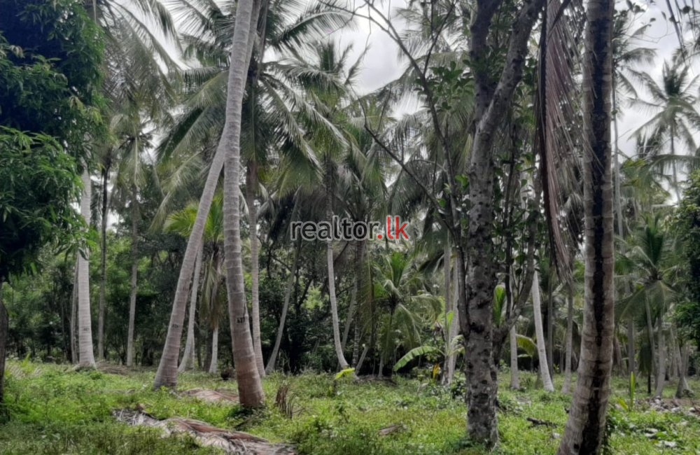 Coconut Estate For Sale At Kuliyapitiya