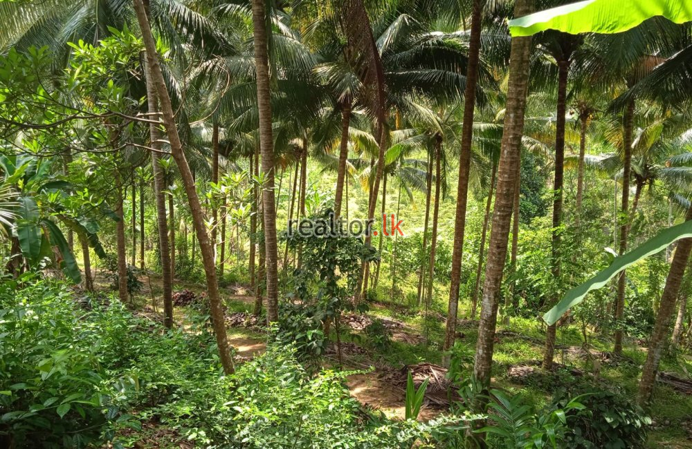 Tea Estate For Sale At Kithulgala