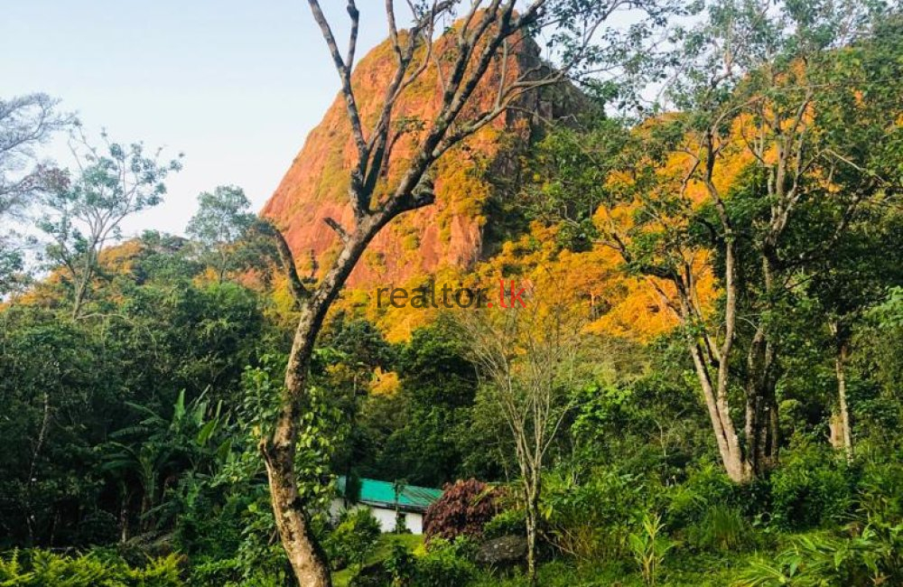 Matale Mixed Plant Estate For Sale