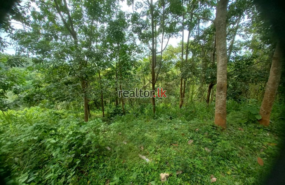 Coconut Estate For Sale At Dodangaslanda