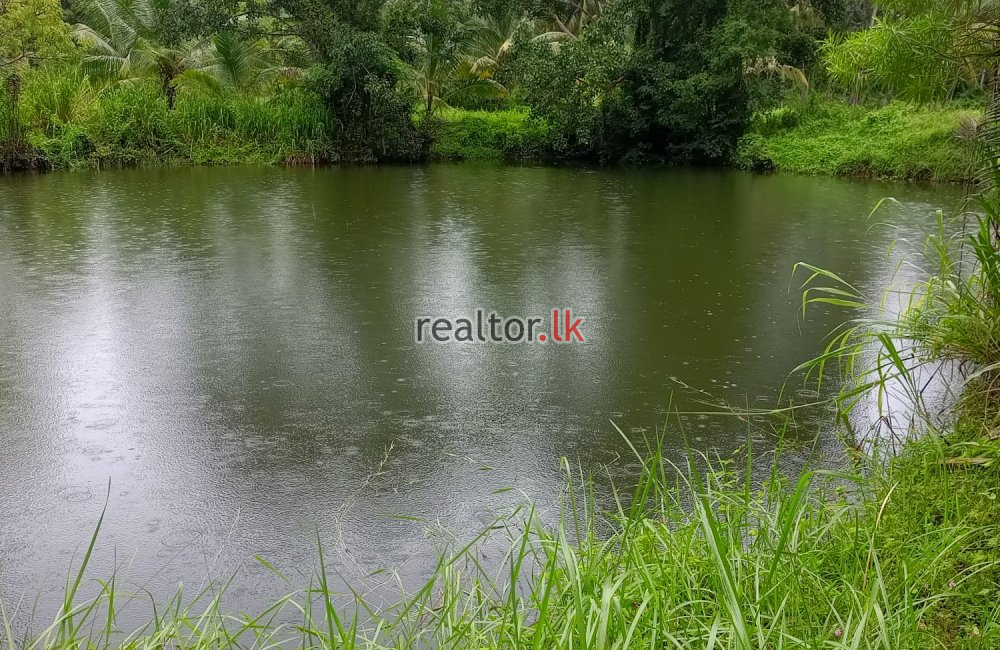 Coconut Estate In Kurunegala