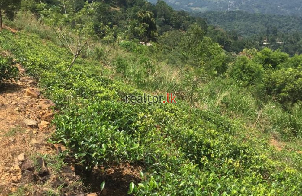 Tea Estate For Sale At Hewaheta