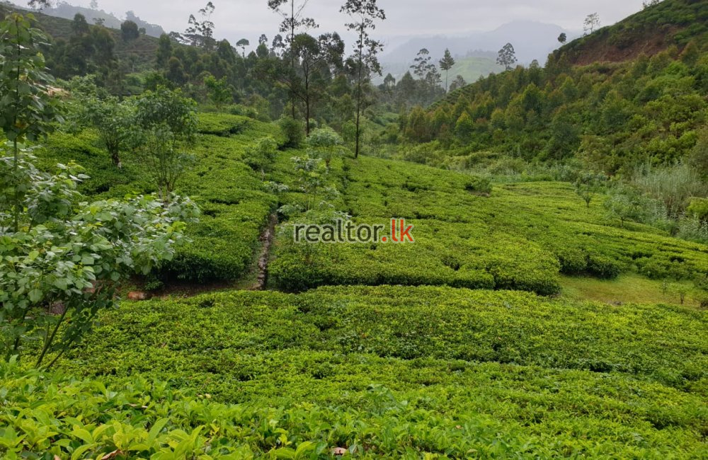Tea Estate For Sale At Hatton