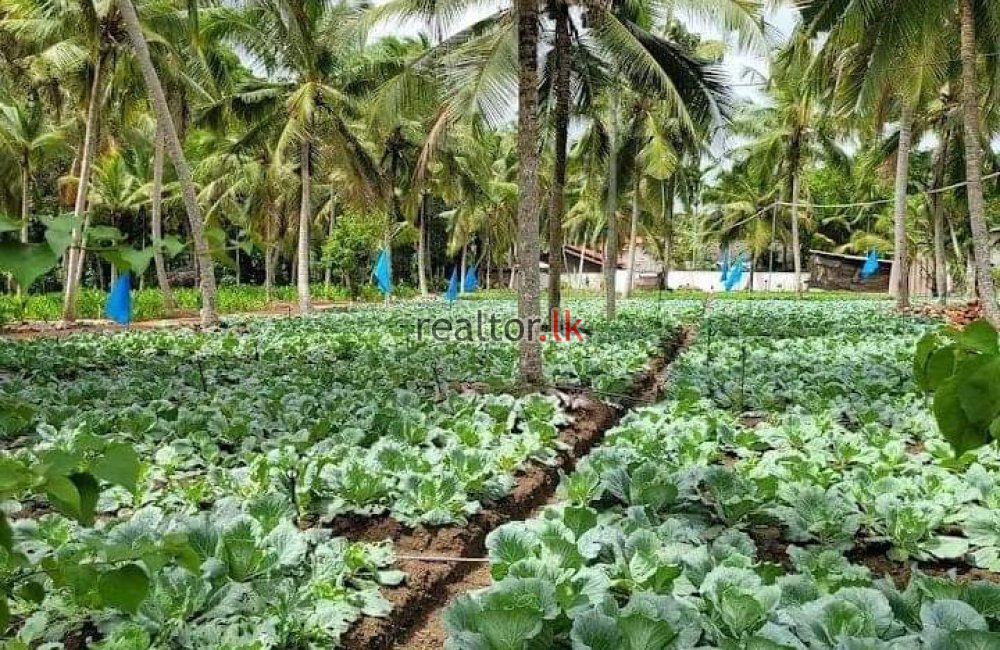 Coir Fiber Factory For Sale In Wariyapola