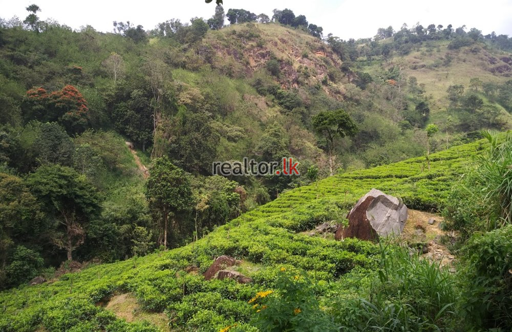 Tea Estate For Sale At Udapalatha Kandy