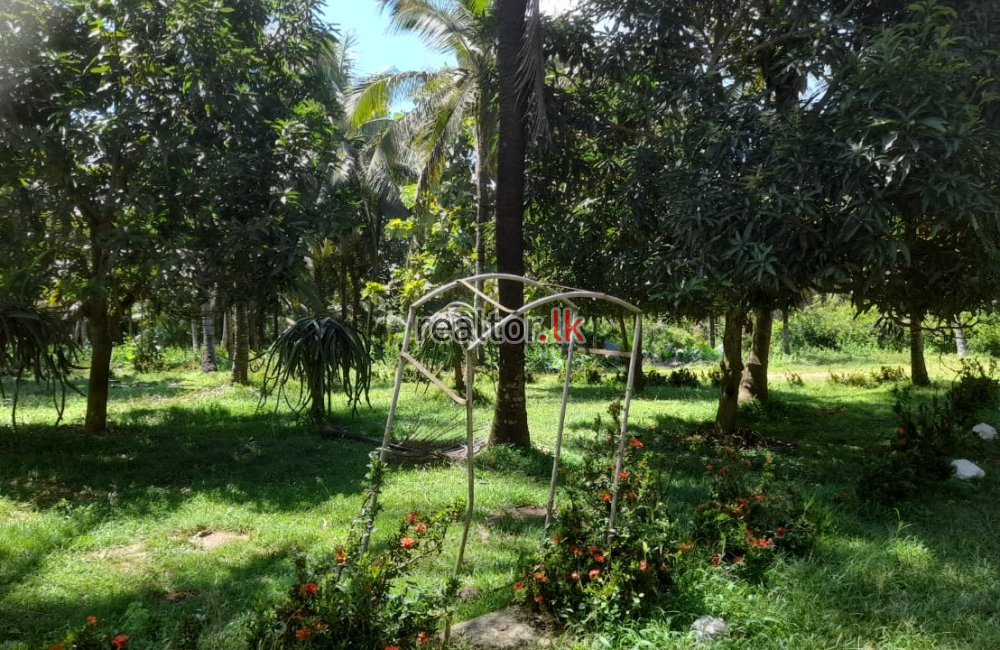 Coconut Estate For Sale At Horombawa Kuliyapitiya