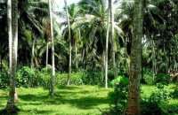 Coconut Estate For Sale At Narammala Kurunegala