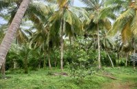Coconut Estate For Sale At Dodangaslanda
