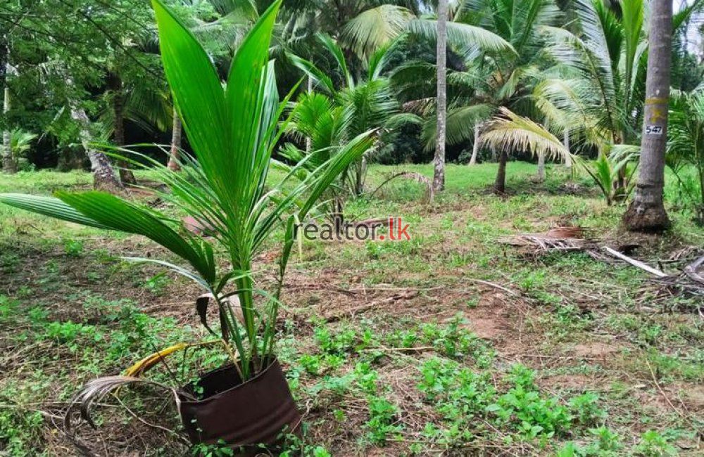 Coconut Estate For Sale At Colombo Rd Kurunegala