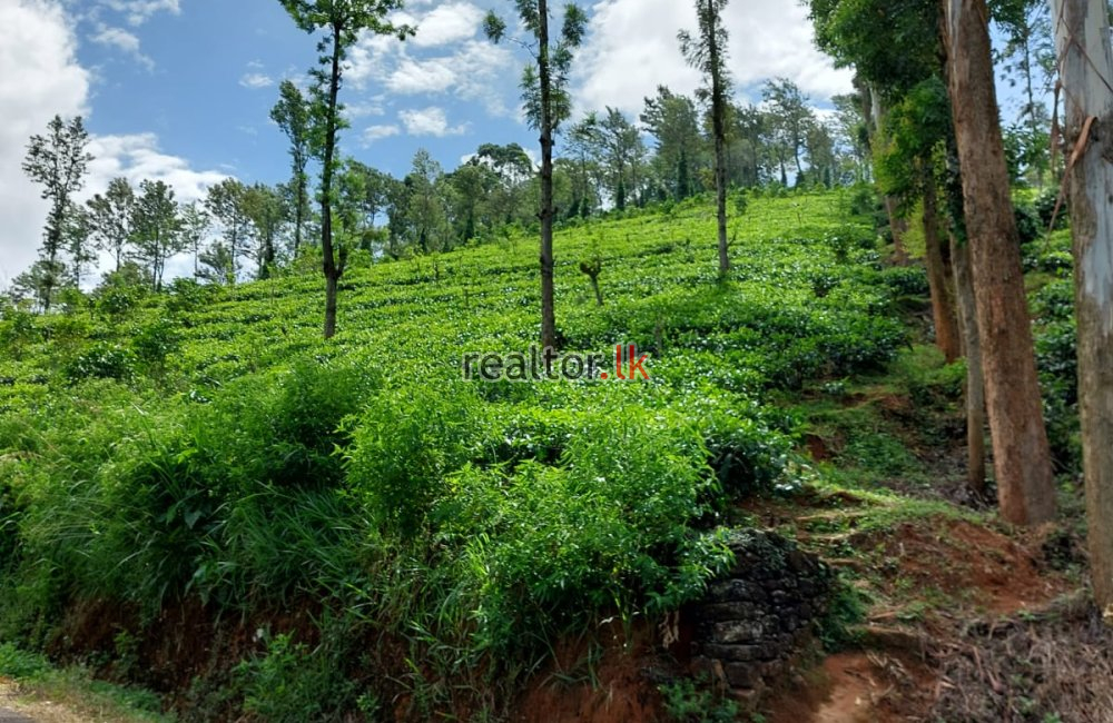 Tea Estate At Galaha