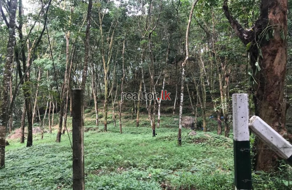 Factory With Rubber Estate For Sale In Ratnapura