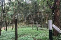 Factory With Rubber Estate For Sale In Ratnapura