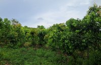 Cinnamon Estate For Sale In Weligama