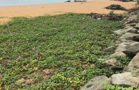 Beachfront Land For Sale At Marawila