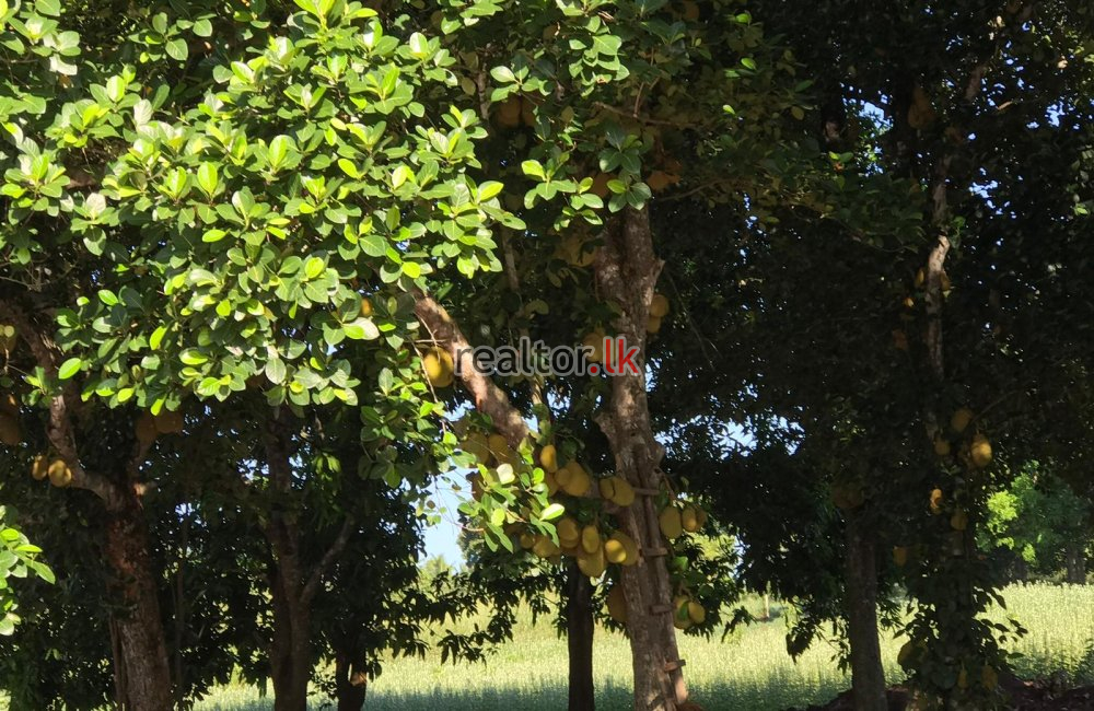 Agriculture Land For Sale At Embilipitiya