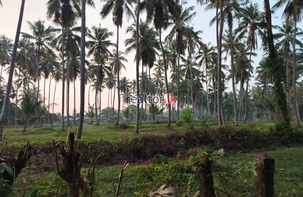 Coconut Estate For Sale In Kandy Rd Nittambuwa