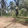 Coconut Estate At Facing Colombo - Puttalam Rd