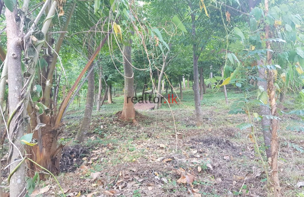 Matale Agarwood Land For Sale