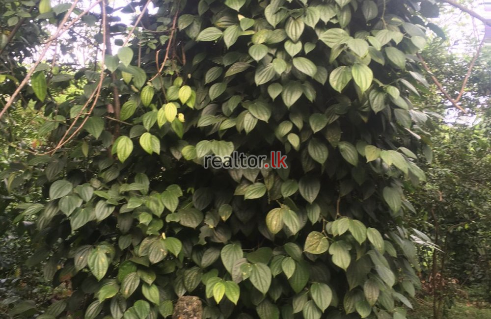 Mix Plant Estate For Sale At Naula Matale