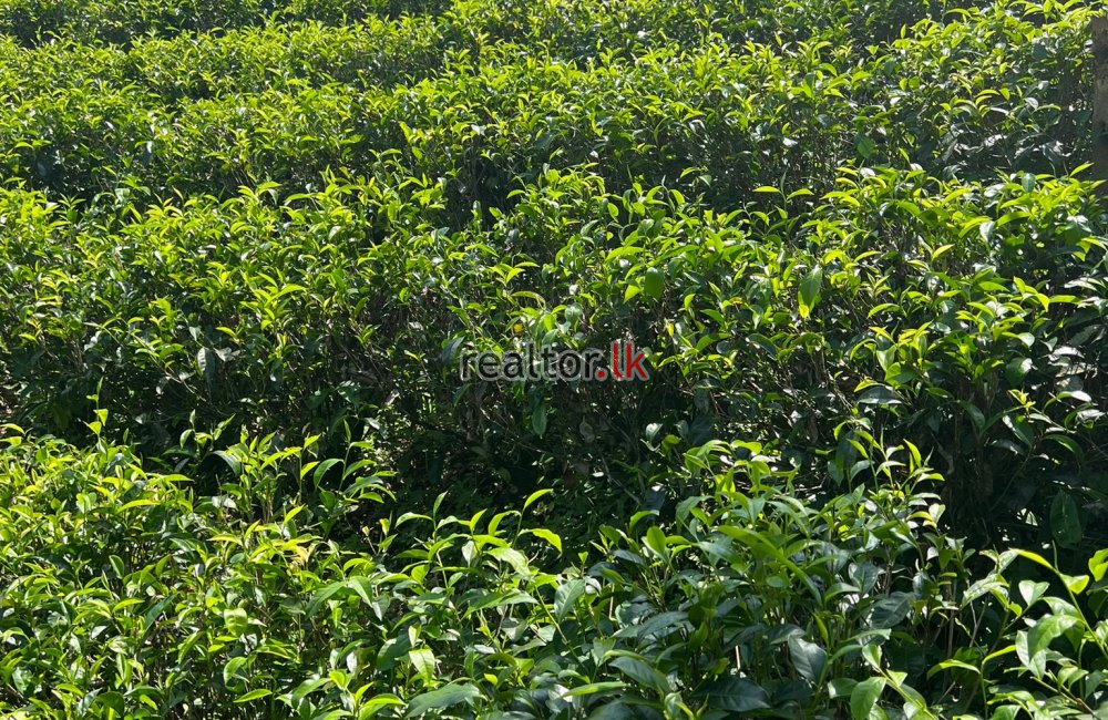 Tea Estate For Sale At Kithulgala