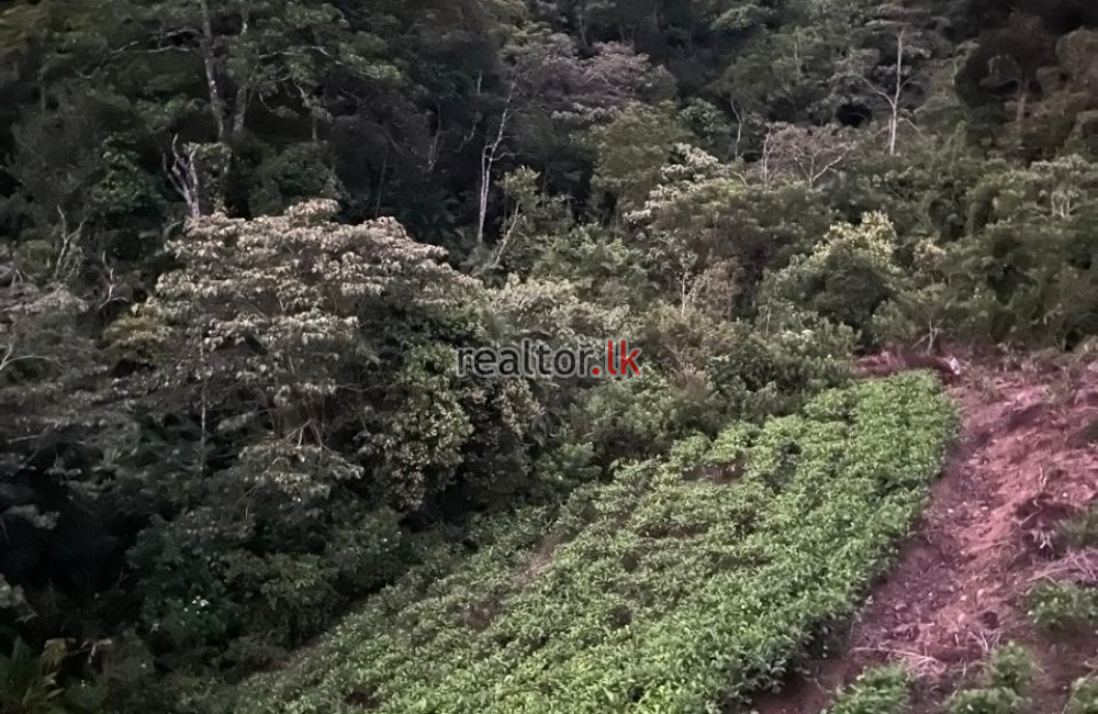 Tea Estate With Cabana Style Hotel In Deniyaya