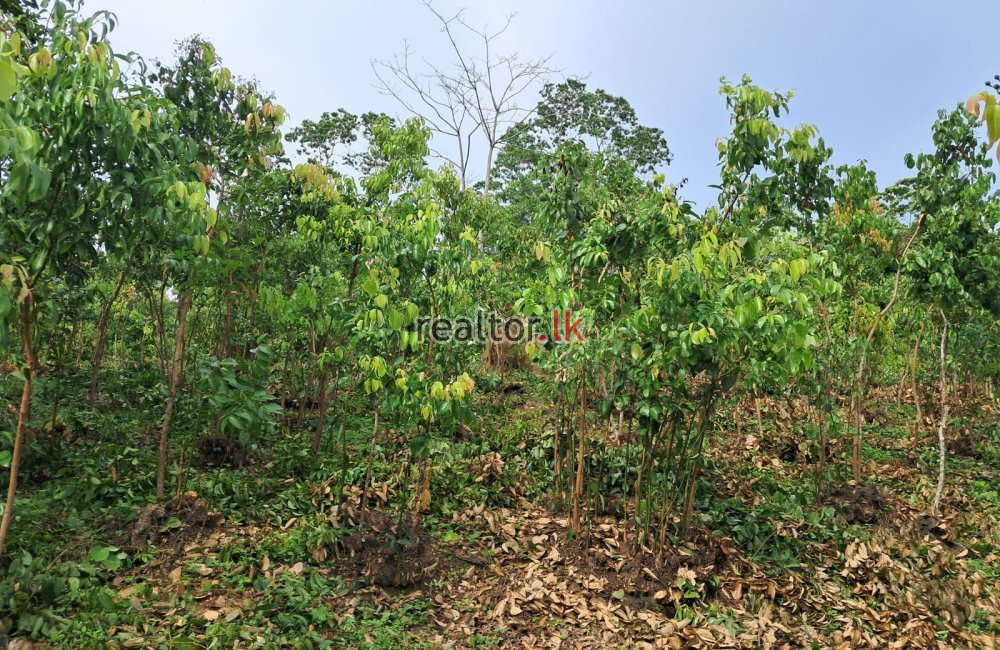 Cinnamon Estate For Sale In Weligama