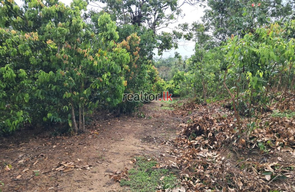 Cinnamon Estate For Sale In Weligama