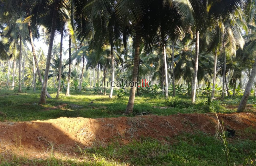 45 Acres Coconut Estate For Sale In Dankotuwa
