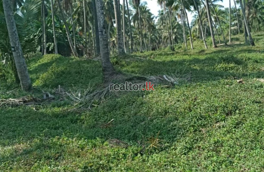 Spacious Land For Sale At Katana