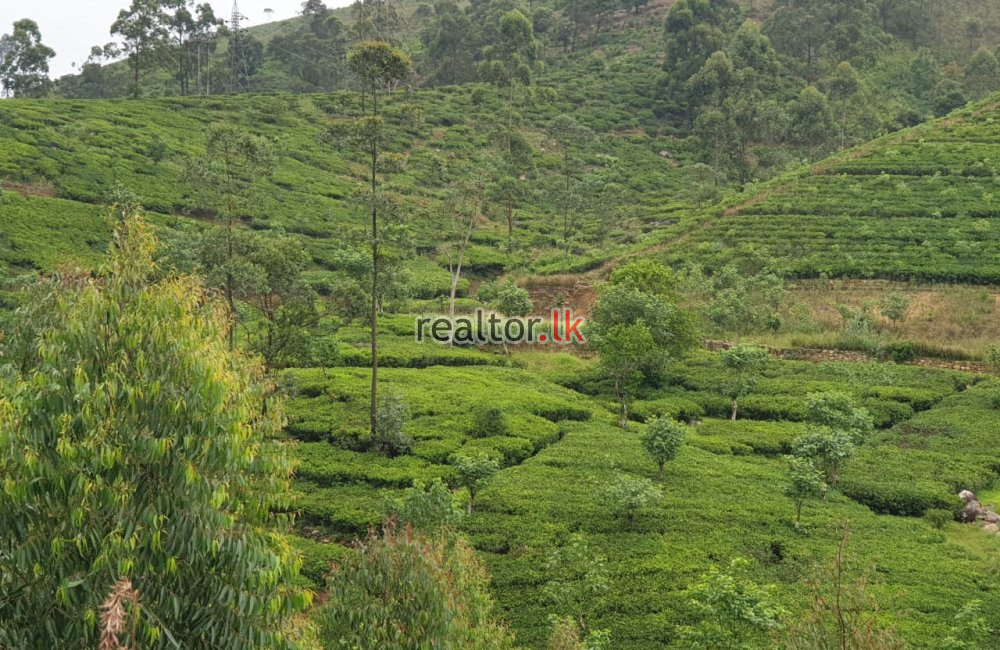 Tea Estate For Sale At Hatton