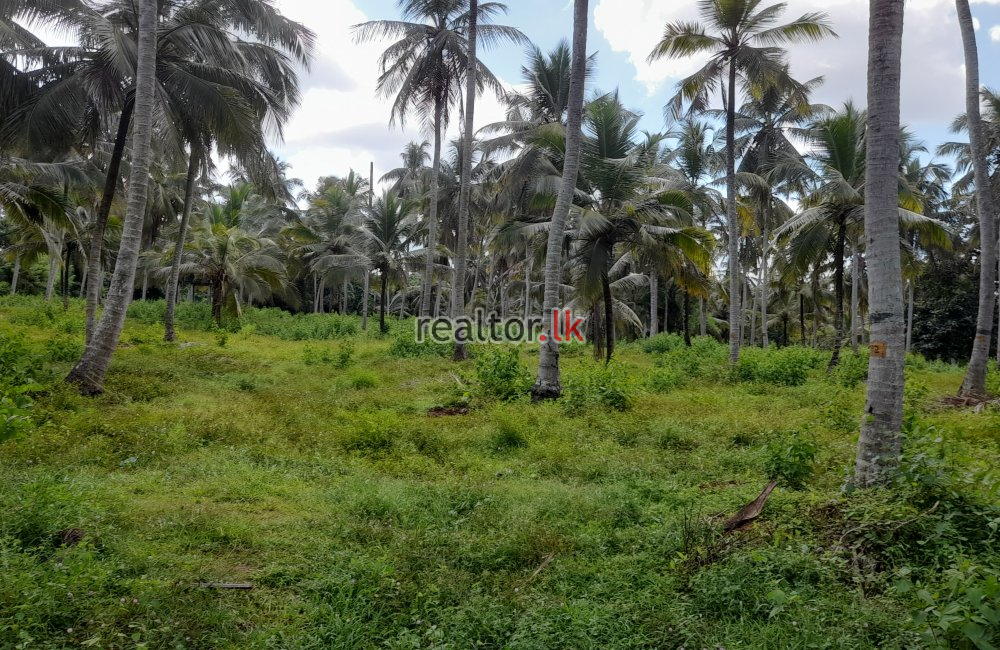 Coconut Estate For Sale At Horombawa Kuliyapitiya