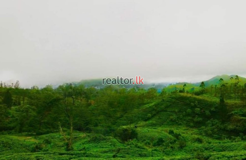 Mixed Estate For Sale In Agra Oya Road Watawala