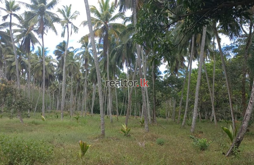 Coconut Estate For Sale At Colombo Rd Kurunegala