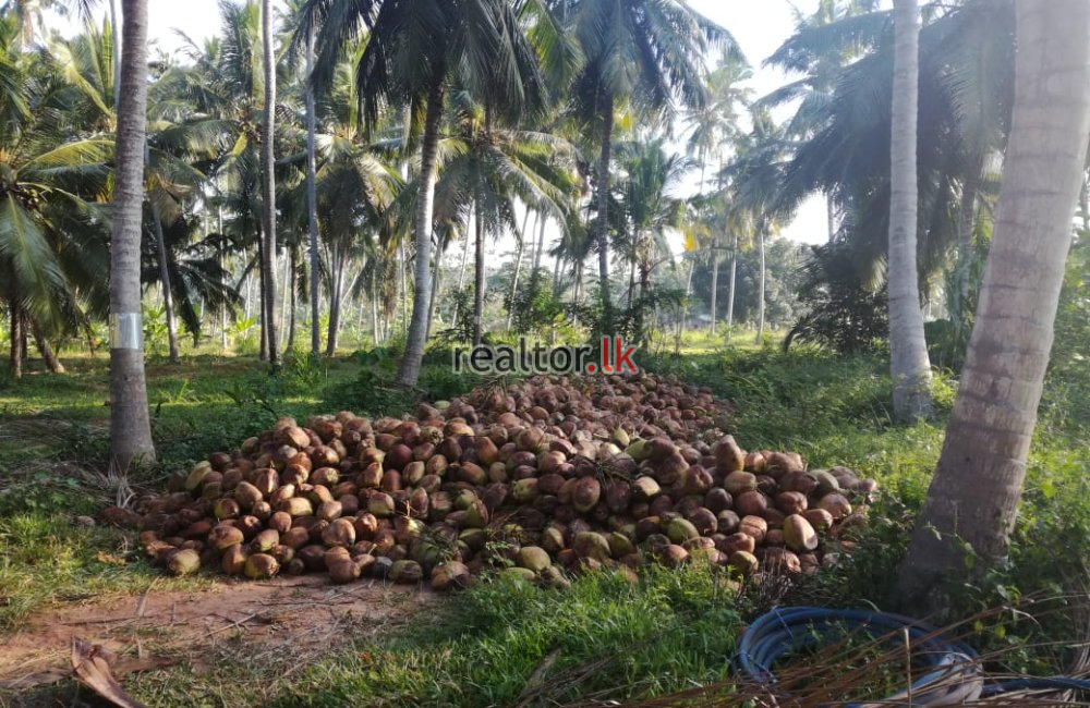 45 Acres Coconut Estate For Sale In Dankotuwa