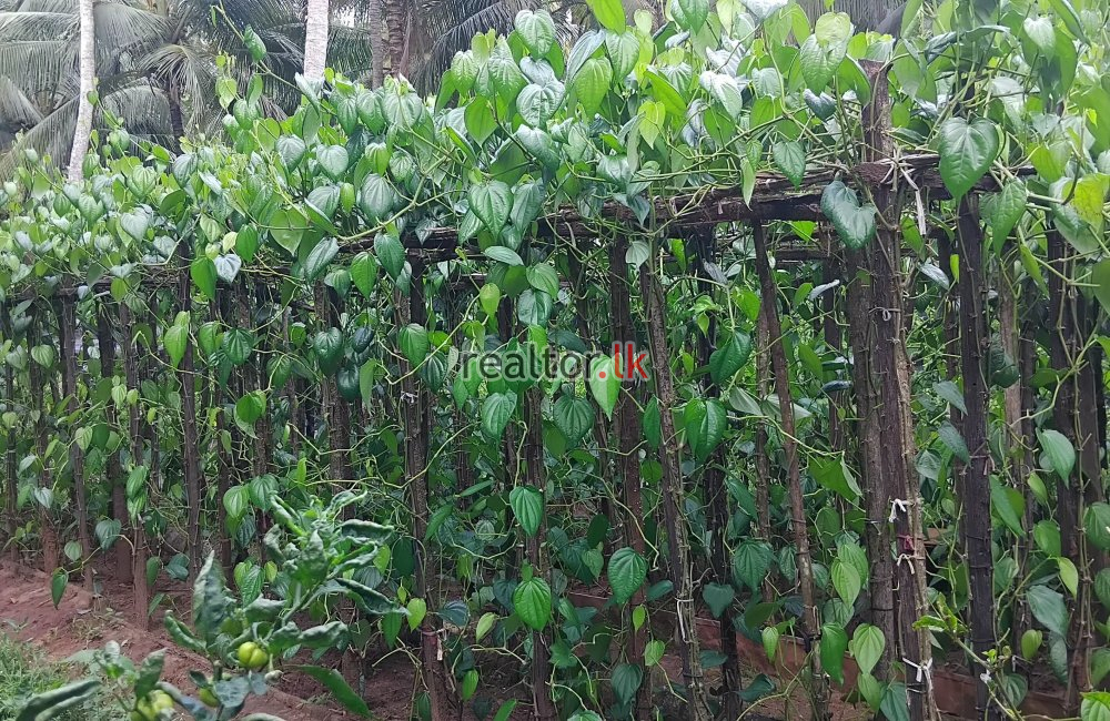 Coconut Estate In Melsiripura Kurunegala