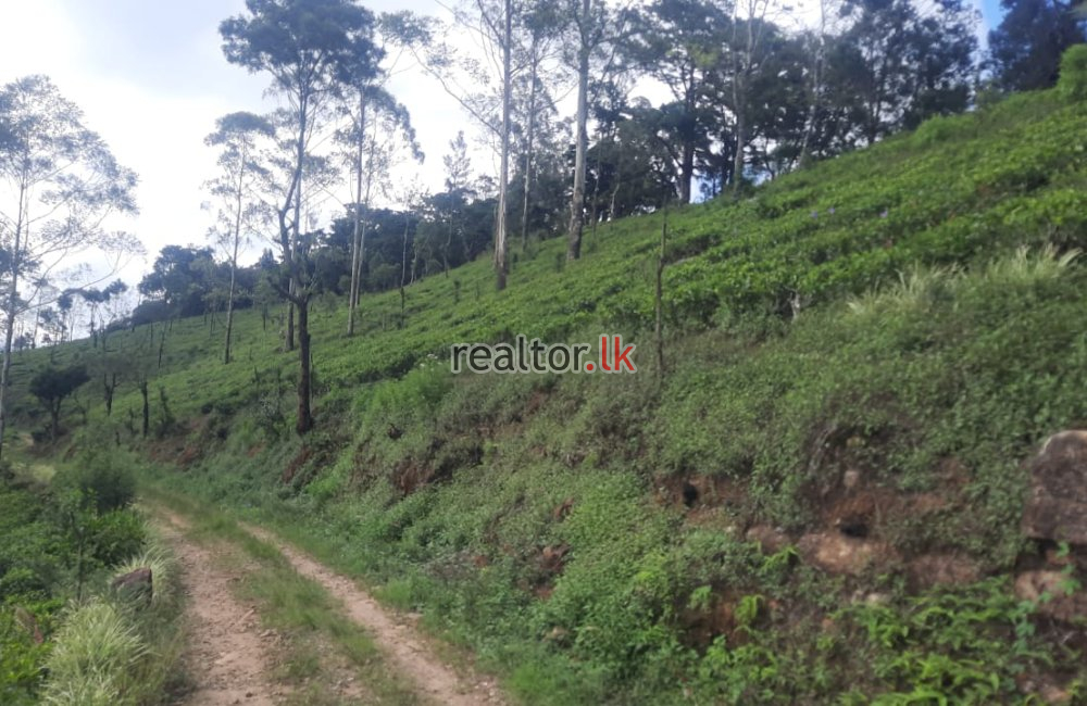 Scenic Deltota Tea Estate Property For Sale