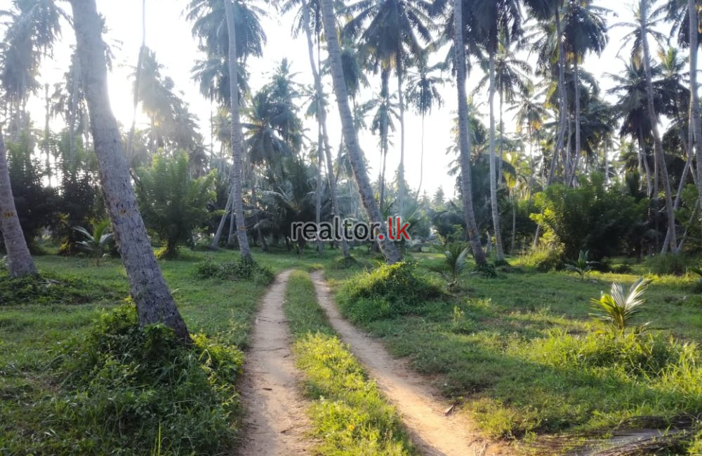 23 Acres Beach Front Land For Sale In Marawila
