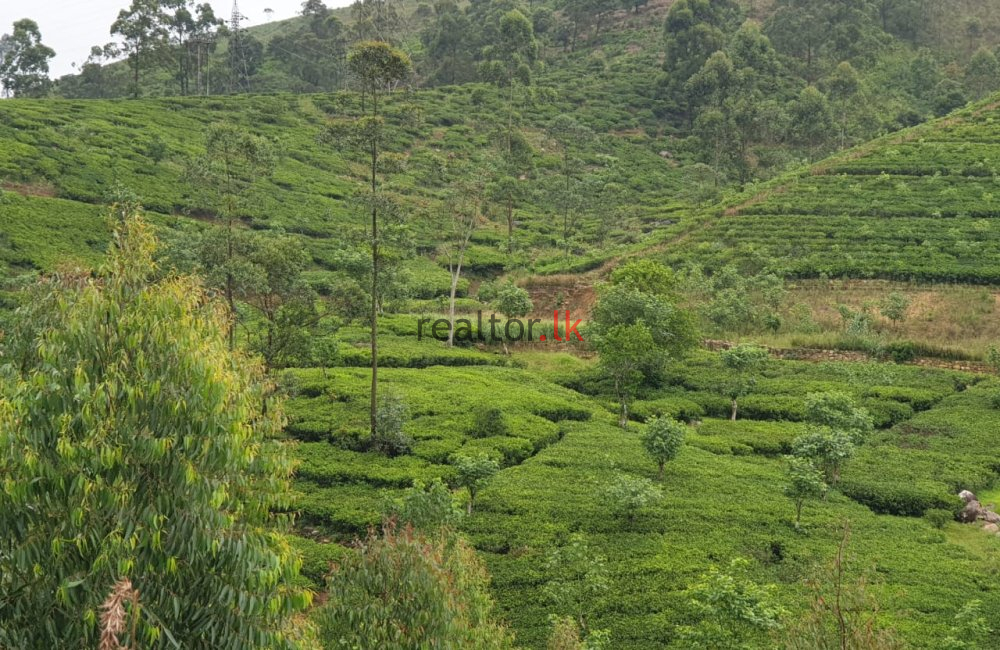 Dayagama  Tea Estate For Sale