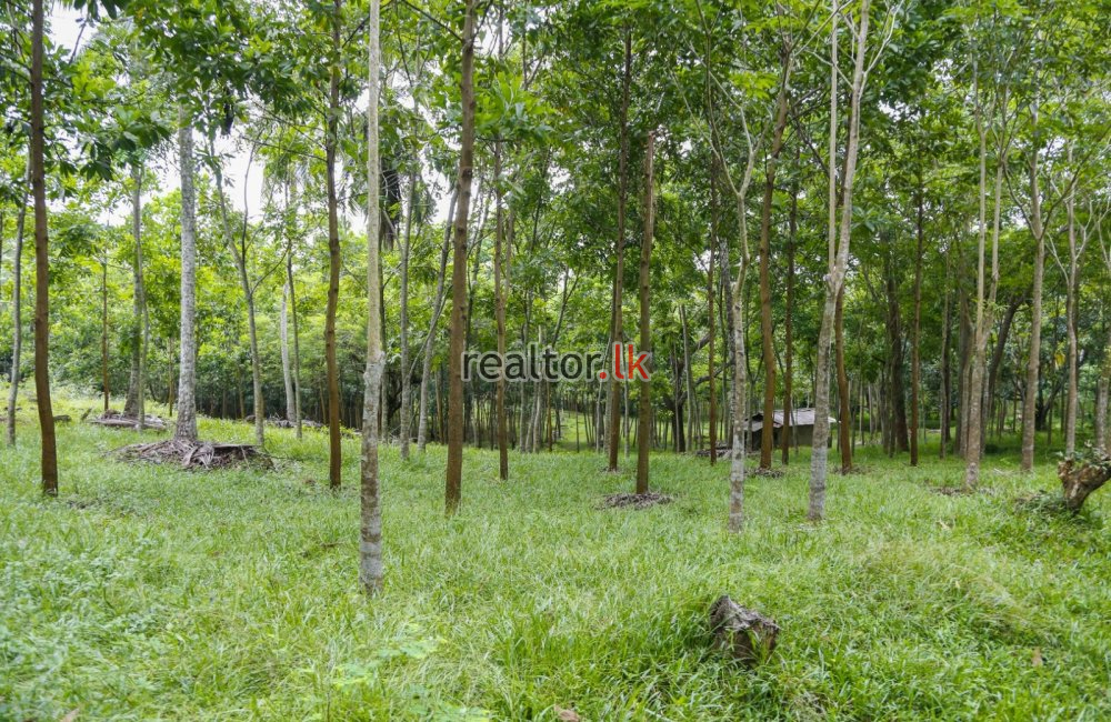 Mixed Plant Estate For Sale At Nittambuwa Gampaha