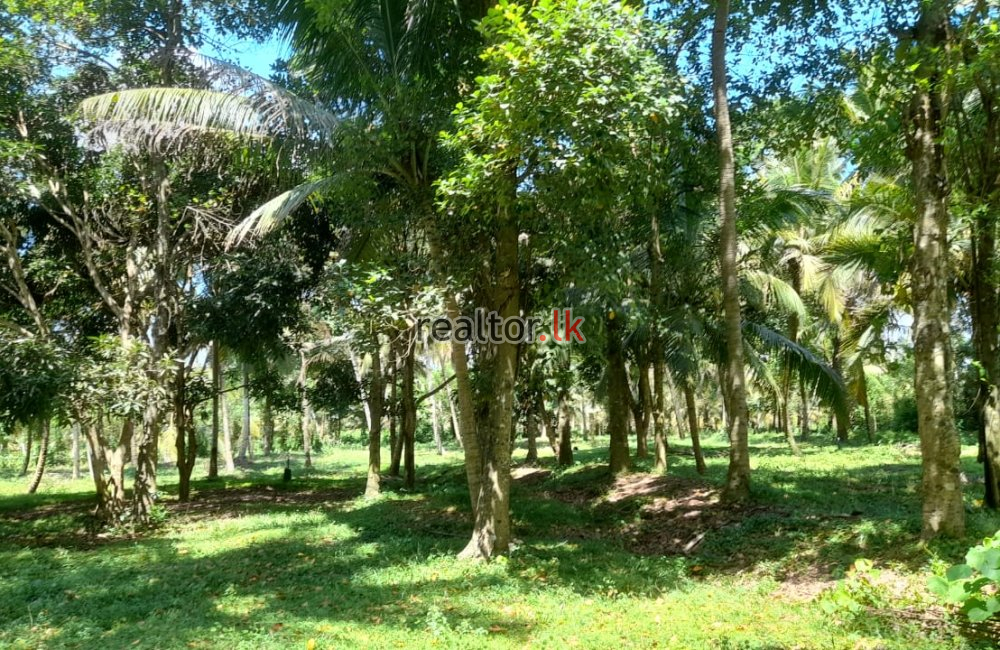 Coconut Estate For Sale At Horombawa Kuliyapitiya