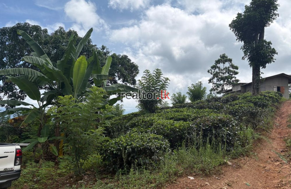 Fertile Estate For Sale Bulathkohupitiya Kegalle