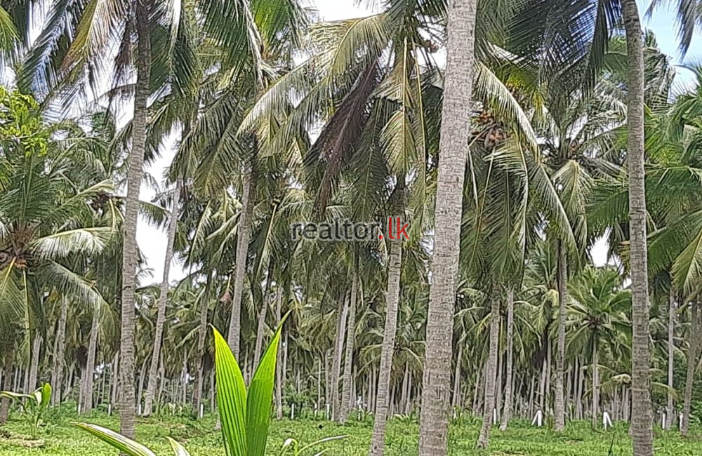 Coconut Estate For Sale At Nattandiya
