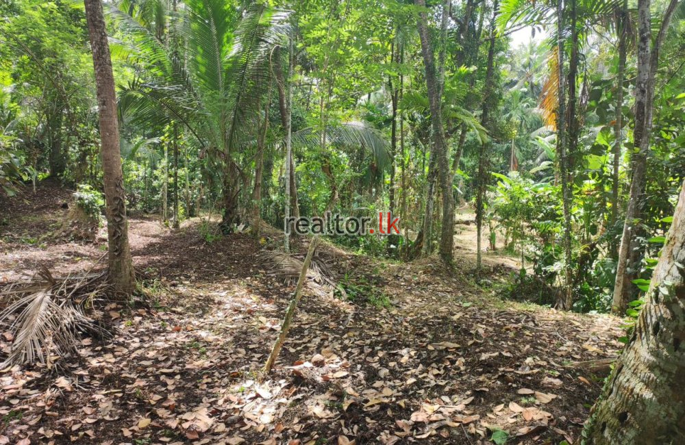 Coconut Estate For Sale In Imbulgoda